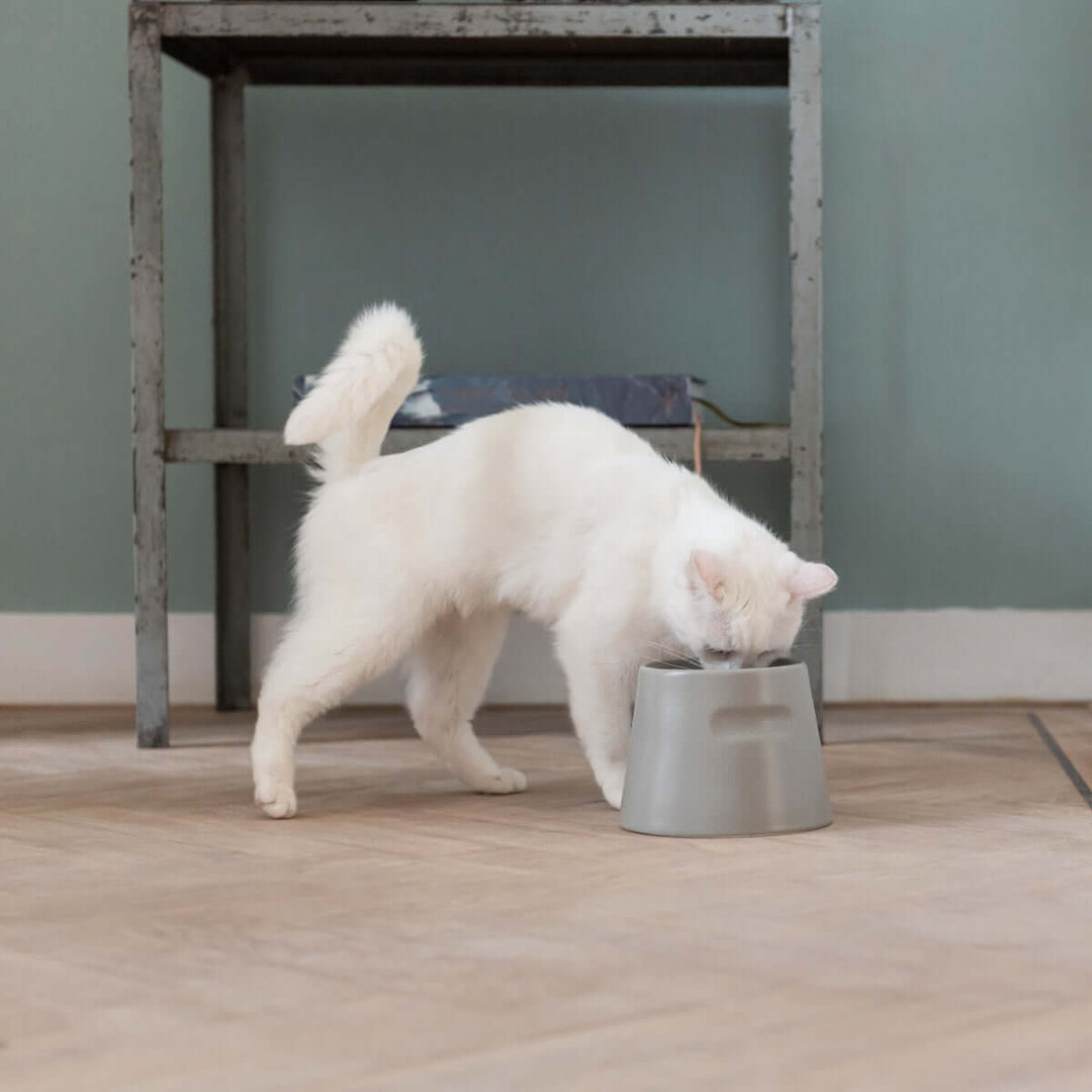 White cat drinking from a grey Tower ergonomic feeder bowl, designed for healthy positioning, made of durable porcelain with easy-lift handle.