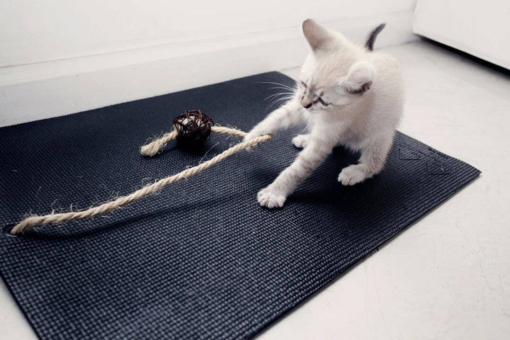 cat toys