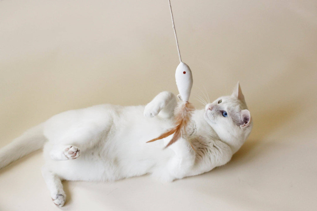 cat toy