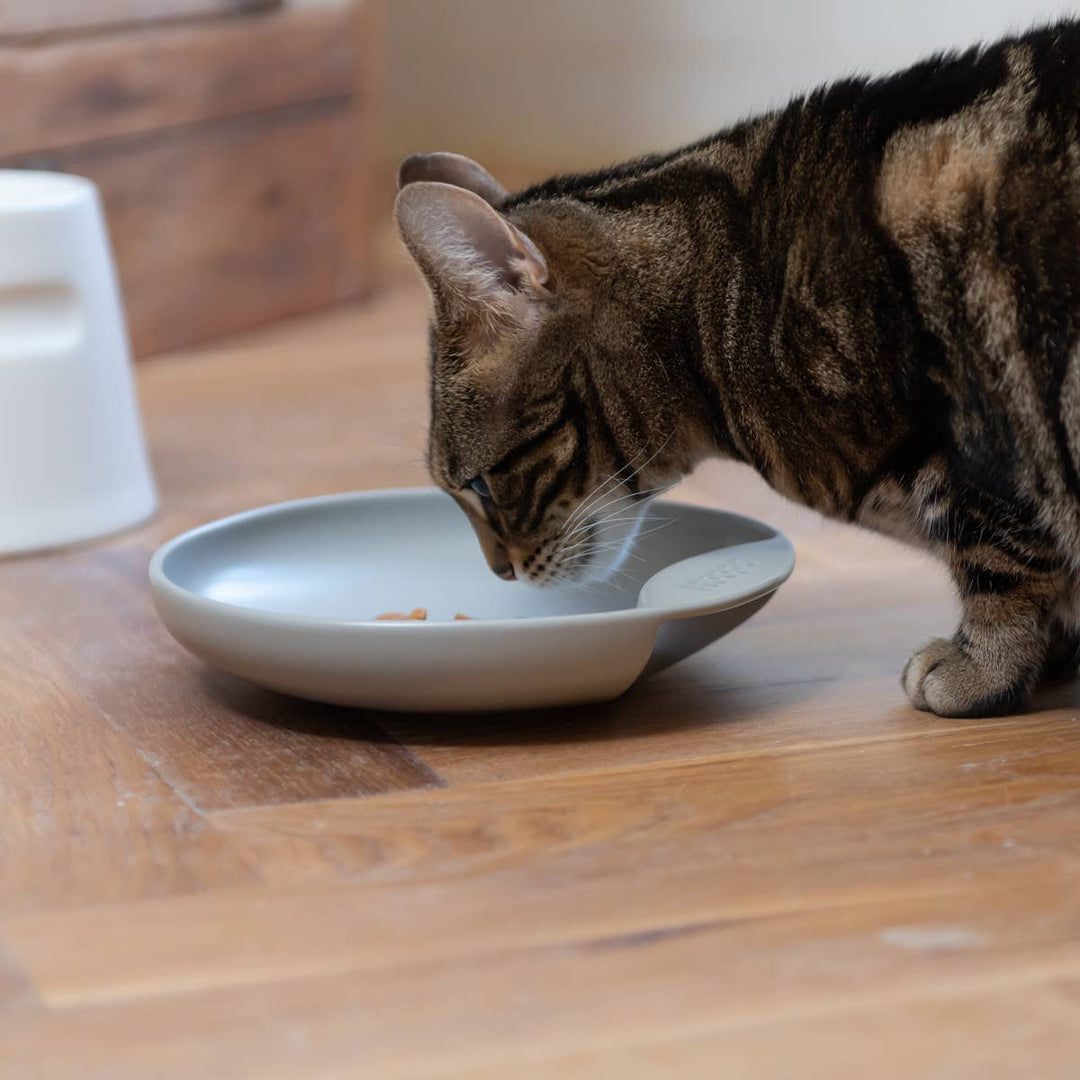 Cat eating from a grey shallow wide porcelain cat plate bowl to prevent whisker fatigue