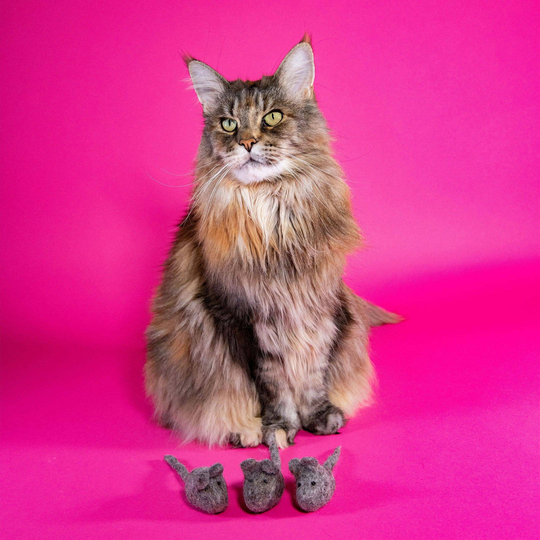 Maine Coon cat with Three Blind Mice felt toys on a pink background, showcasing eco-friendly pet accessories.