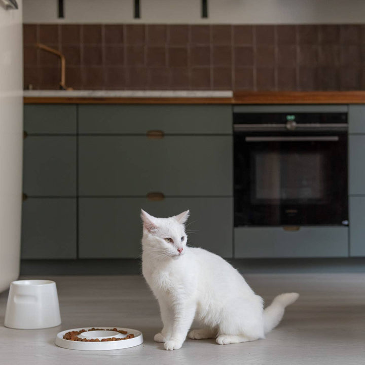 high quality cat bowls