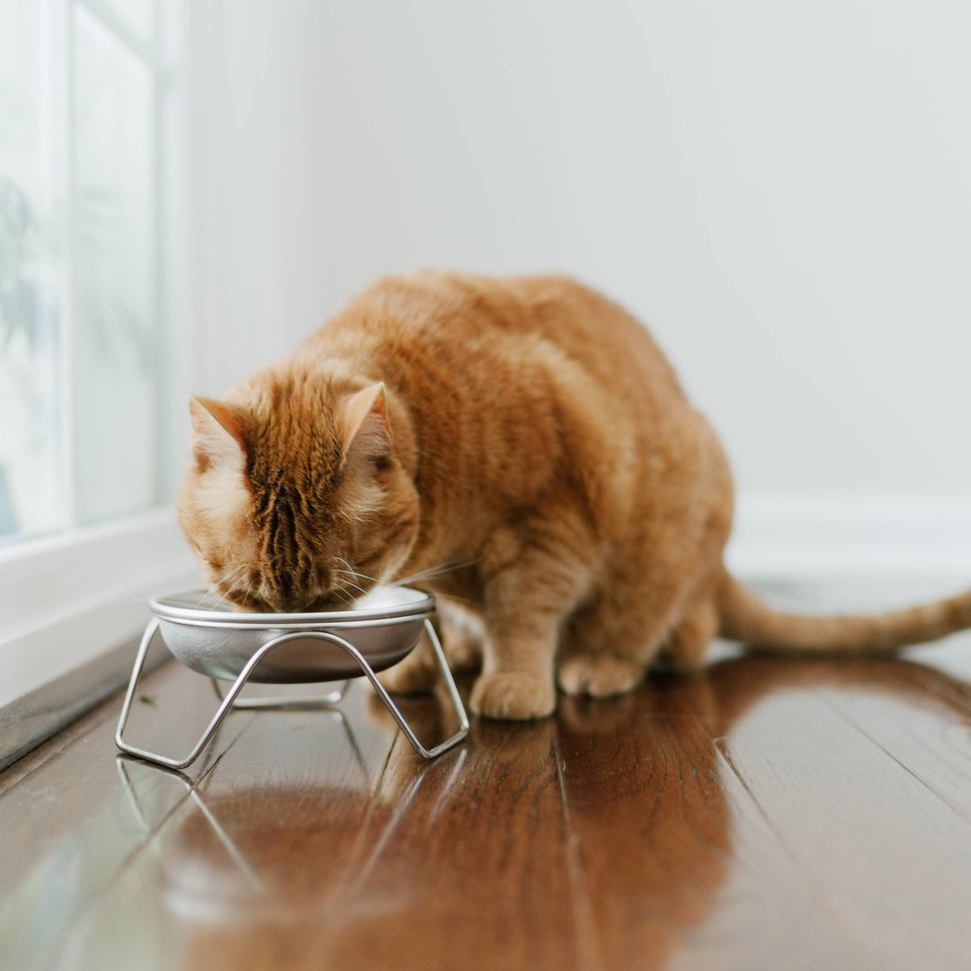 Cat eating from a Stainless Steel Raised Cat Bowl &amp; Stand in a stylish home setting.