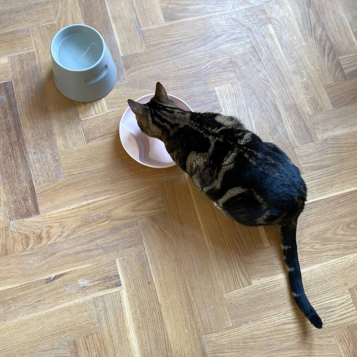 Cat eating from Plate cat food bowl on wooden floor next to a grey Tower Ergonomic feeder.