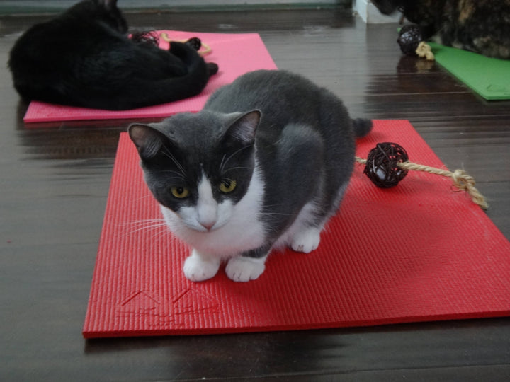 Red Yoga Cat Mat