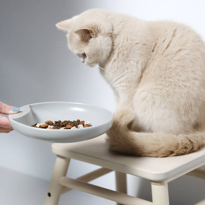 Cat being served food in a grey Plate cat food bowl, designed to prevent whisker fatigue with its shallow and wide porcelain structure.