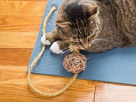 Cat lounging on a slate blue yoga mat with a natural colored twine ball toy.