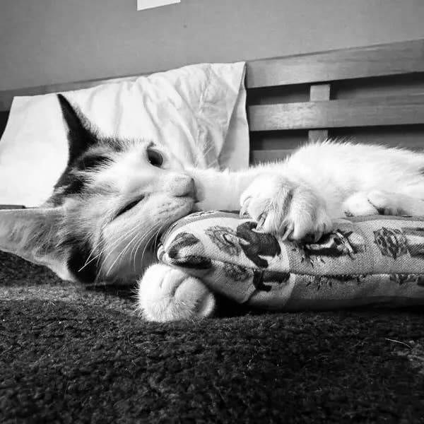 Granny Gertrude Organic Catnip Cat Kicker 