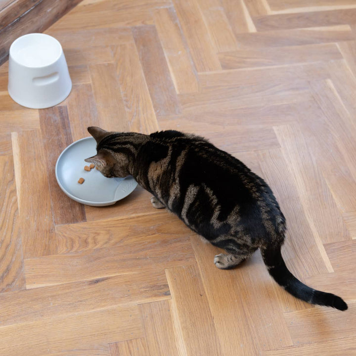 Cat eating from a grey porcelain Plate cat food bowl on wooden floor