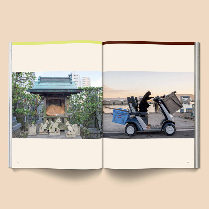 Open Catnip Magazine showing a cat-themed shrine and a cat driving a cart illustrating unique cat culture elements