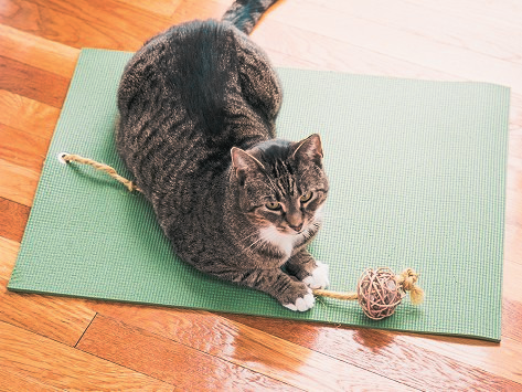 Yoga Cat Mat