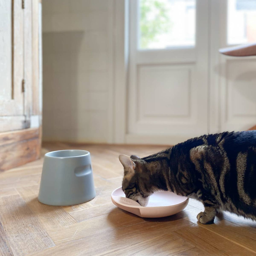 Cat eating from a light pink Plate cat food bowl next to a grey Tower Ergonomic feeder on a wooden floor.