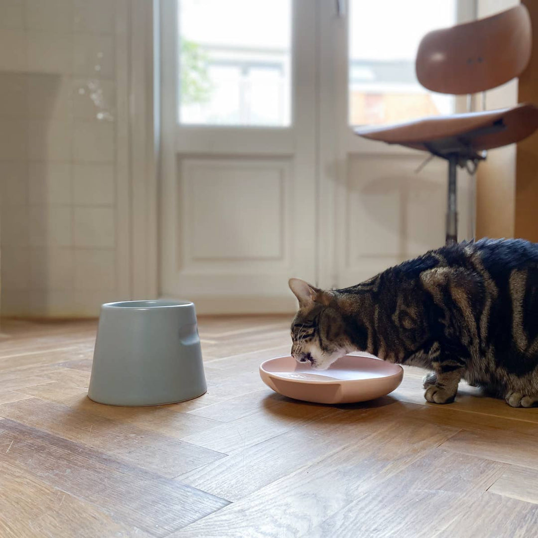 Cat eating from shallow grey Plate cat food bowl designed to prevent whisker fatigue, with a turquoise Tower Ergonomic feeder nearby.