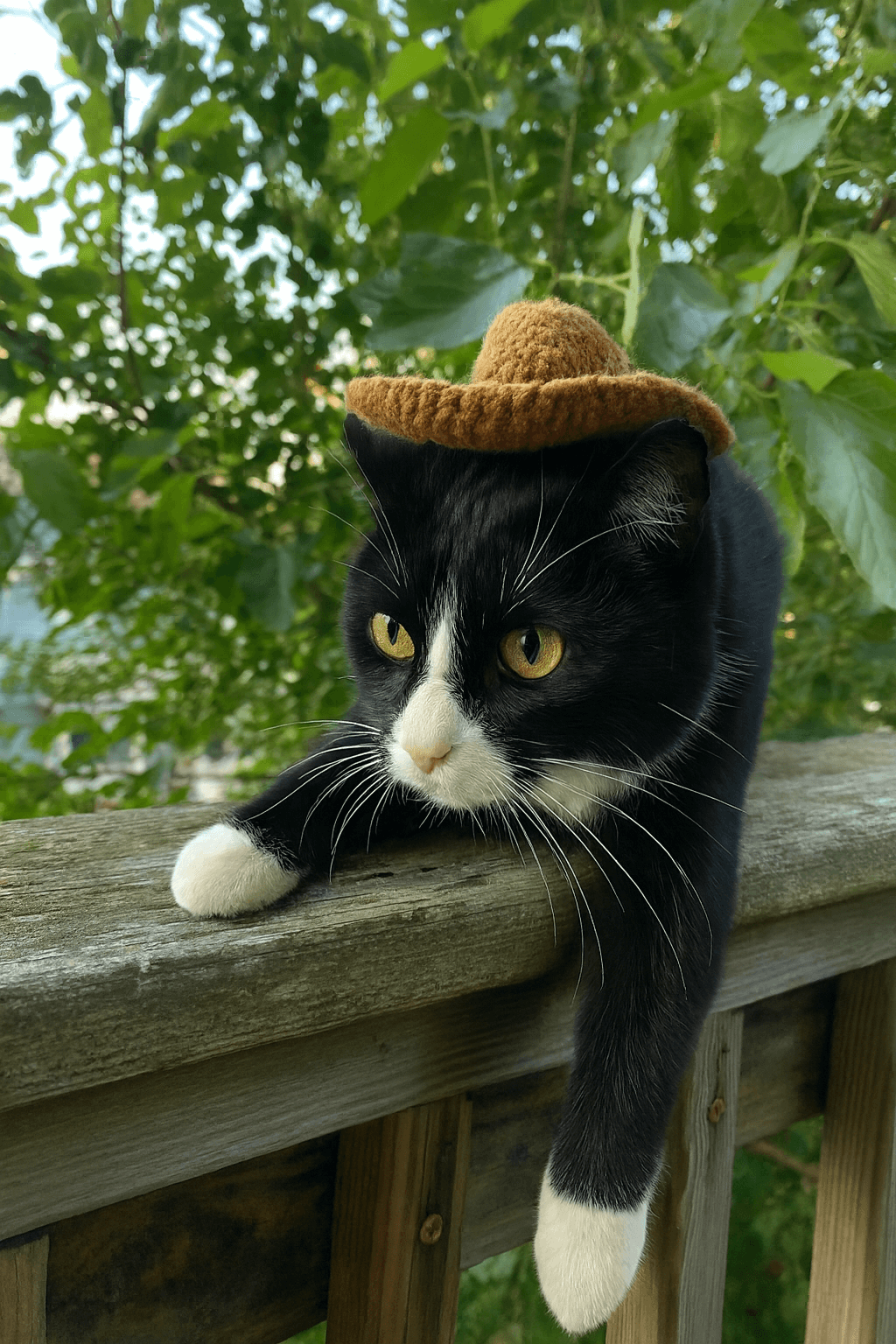 Black and white cat wearing a handmade crocheted cowboy hat, lounging on a wooden railing with greenery in background.
