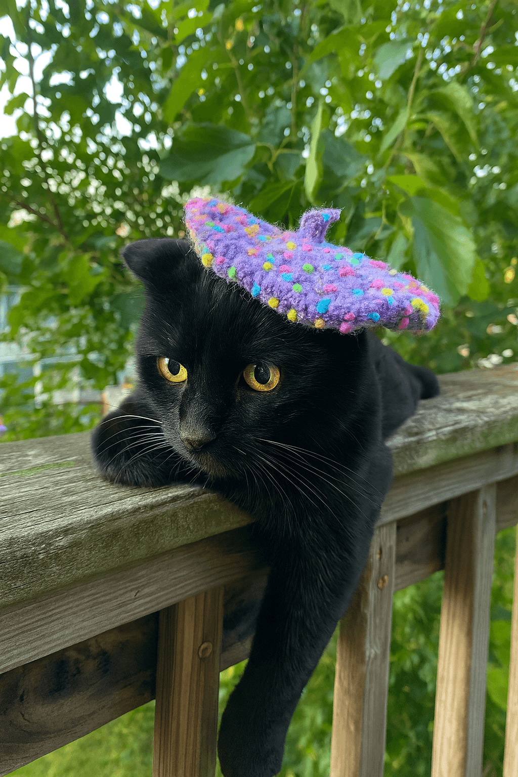 Black cat wearing a colorful crocheted beret hat, resting on a wooden railing with greenery in the background.