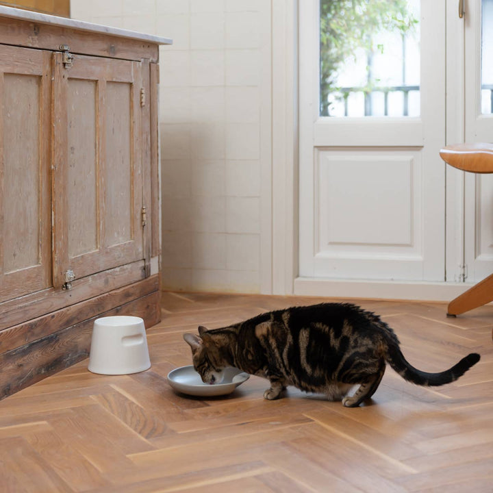 Cat eating from grey porcelain shallow cat plate bowl in a kitchen setting with wooden floor and white door.