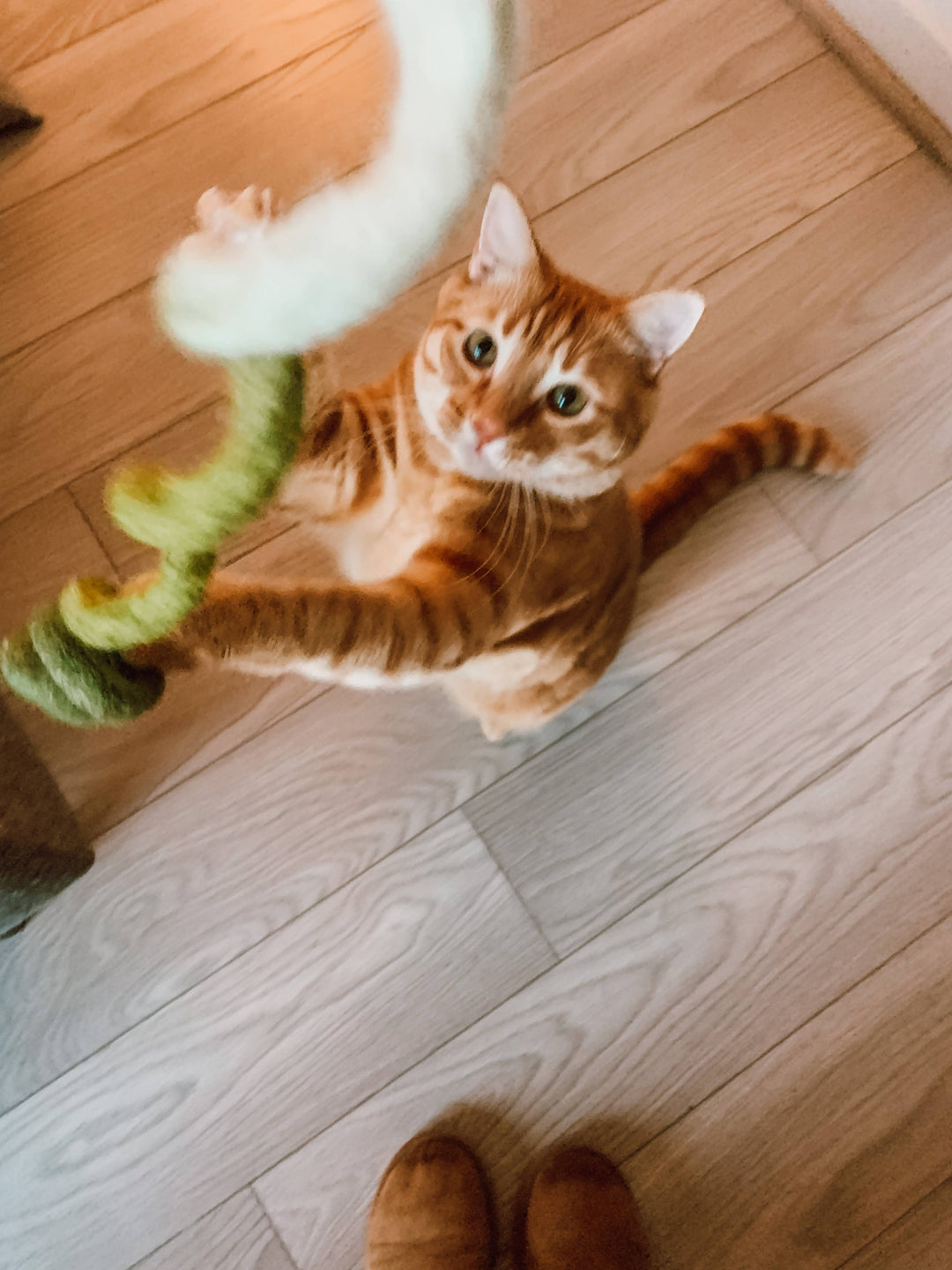 Piper’s peppermint woolly spiral 