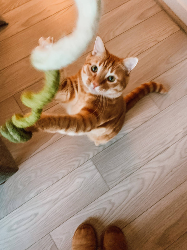 Piper’s peppermint woolly spiral 