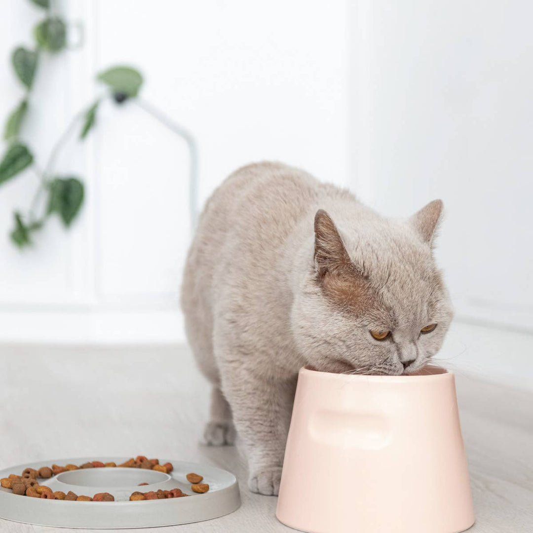 cat feeding bowl