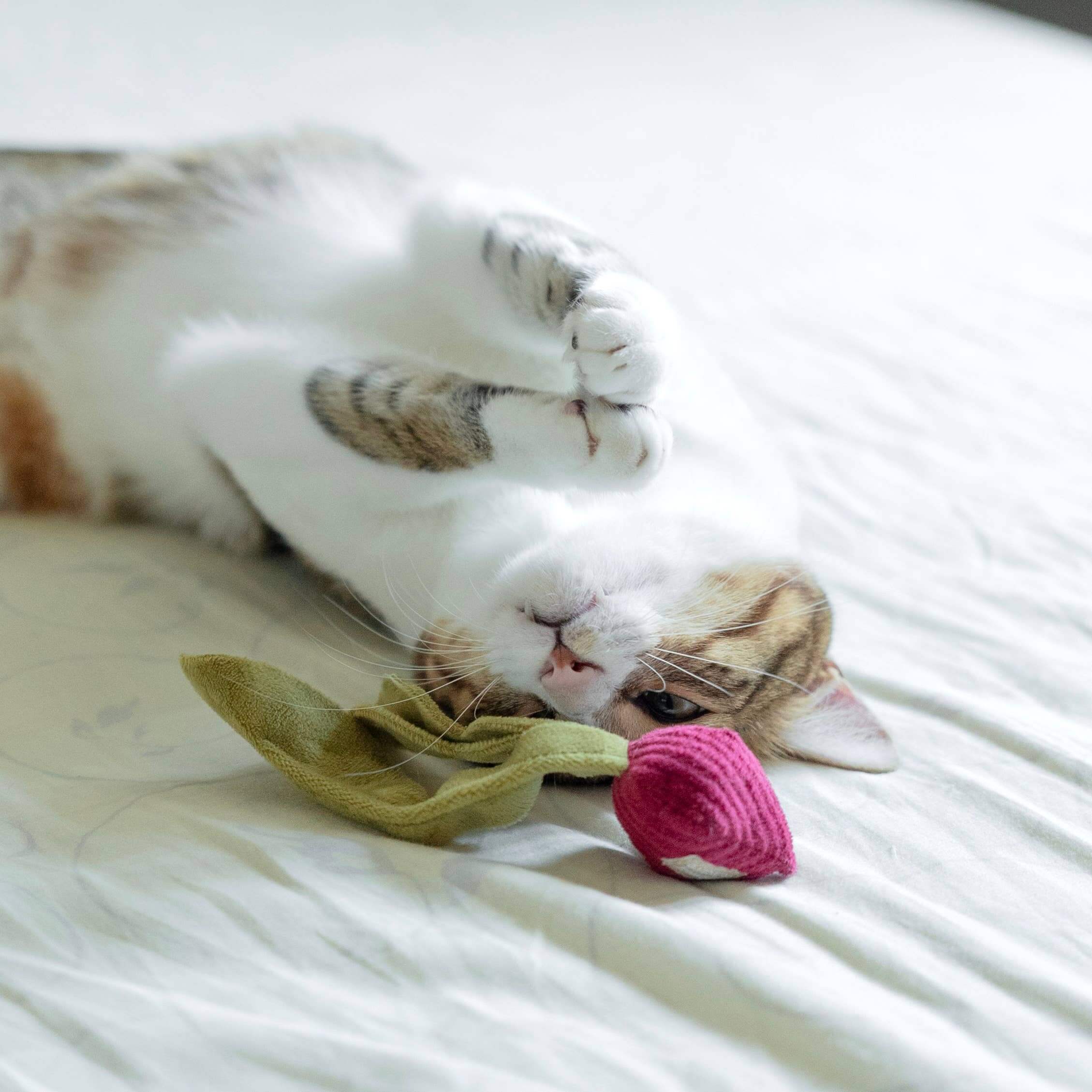 Playful cat lying with a soft, pink radish toy and green leaves on bedding, showcasing its playful nature.