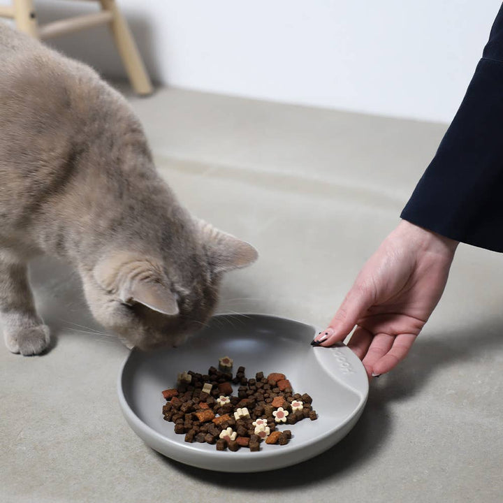 Cat eating from grey porcelain cat plate bowl with hand holding the bowl