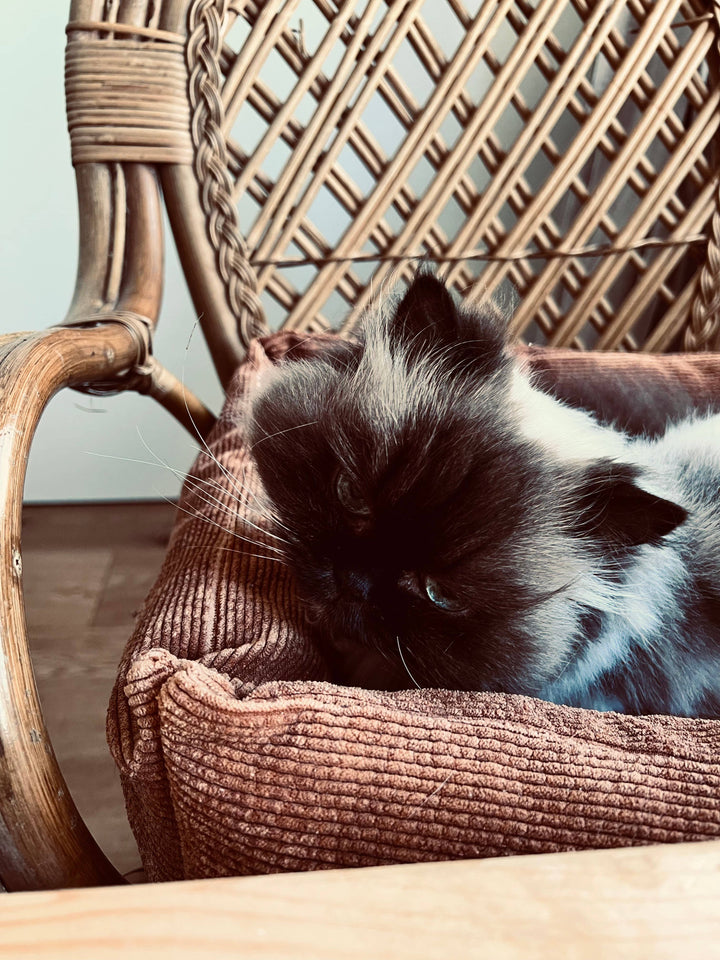 Cat in handmade corduroy pet bed in dark green placed on wicker chair.