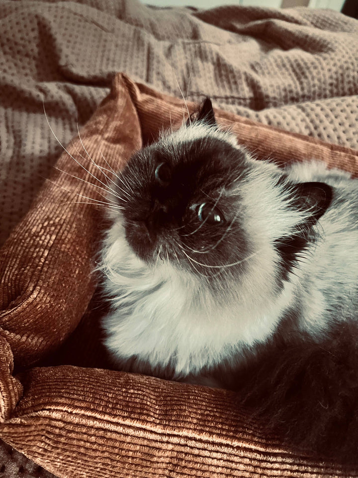 Fluffy cat lounging in a handmade dark green corduroy pet bed showcasing comfort and style