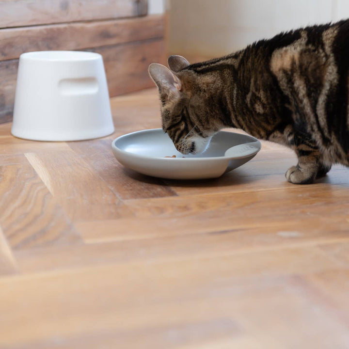 cat bowls for pets