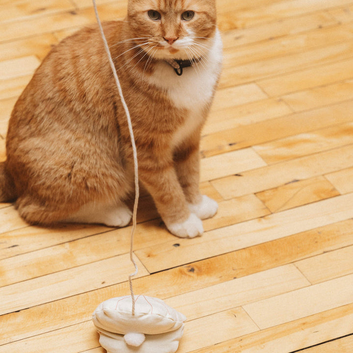 Seashell Cat Toy