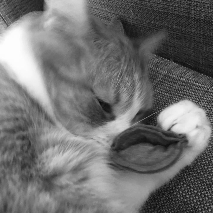 Organic Catnip Tortellini – Set of 5