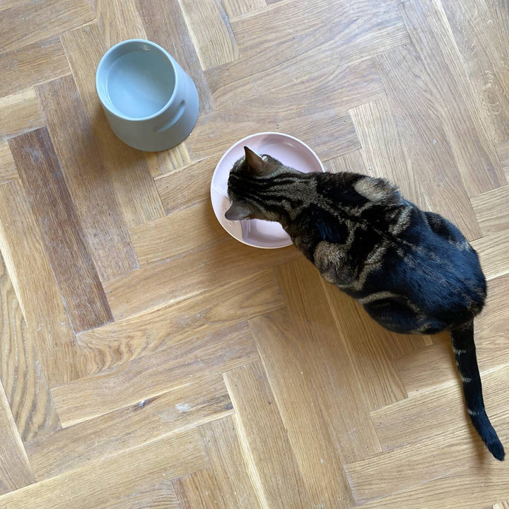 Cat eating from shallow, wide porcelain plate cat bowl on wooden floor with a grey water bowl nearby