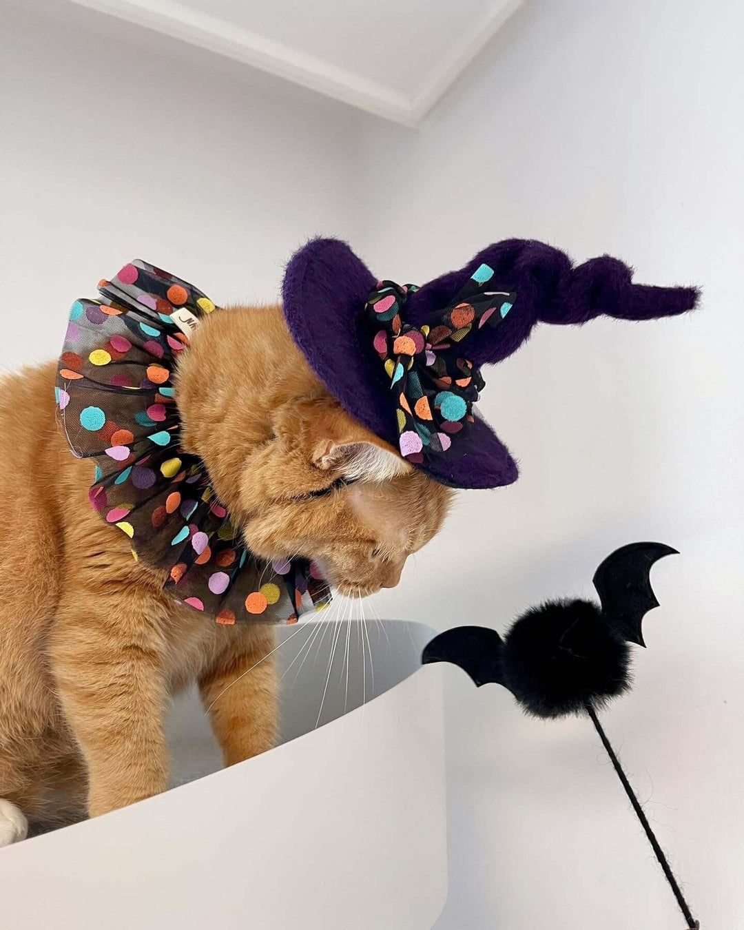 Cat in colorful witch costume with a vampire bat toy on a stick, stimulating playful curiosity.