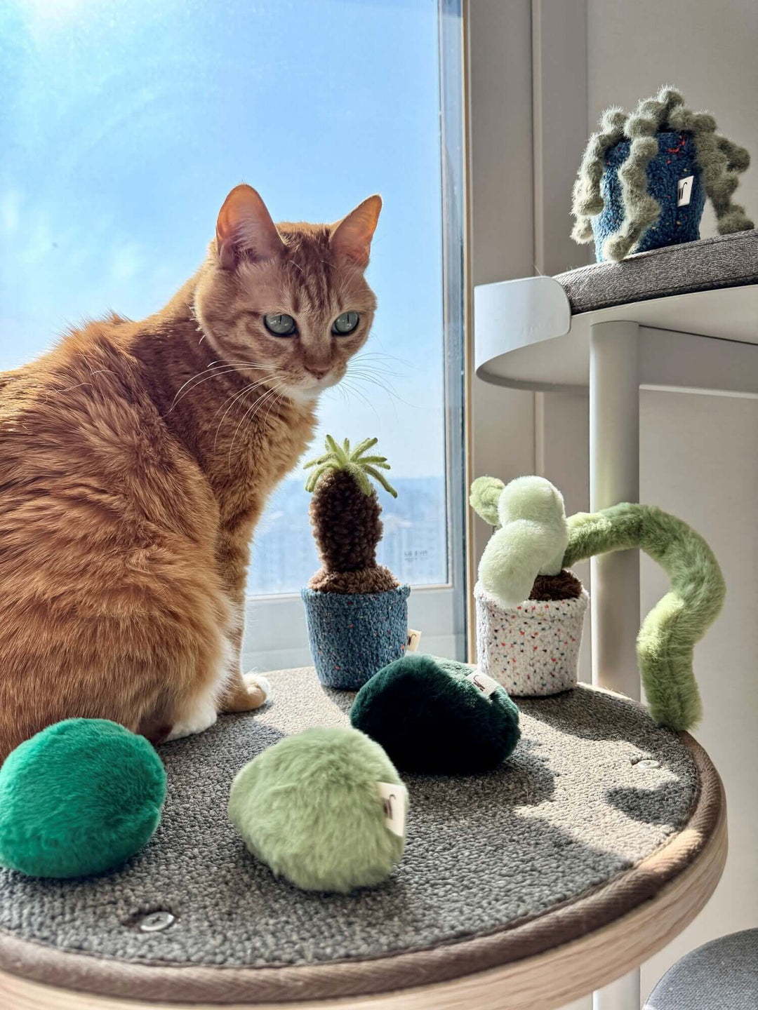 Orange cat playing with colorful catnip toys and vibrant potted catnip plants in a sunlit room.